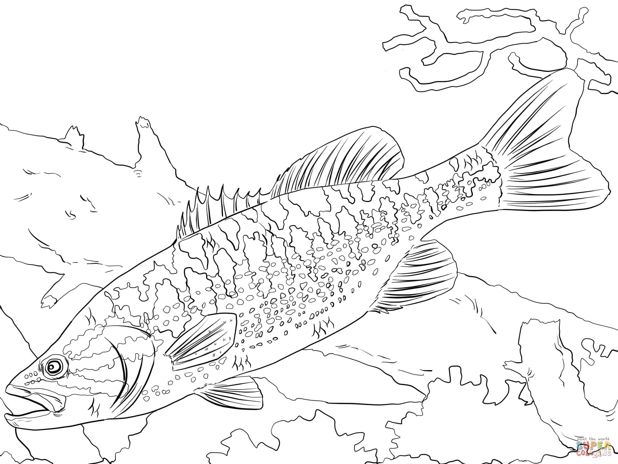 2048x1536 Guadalupe Bass Coloring Page Free Printable Coloring Pages