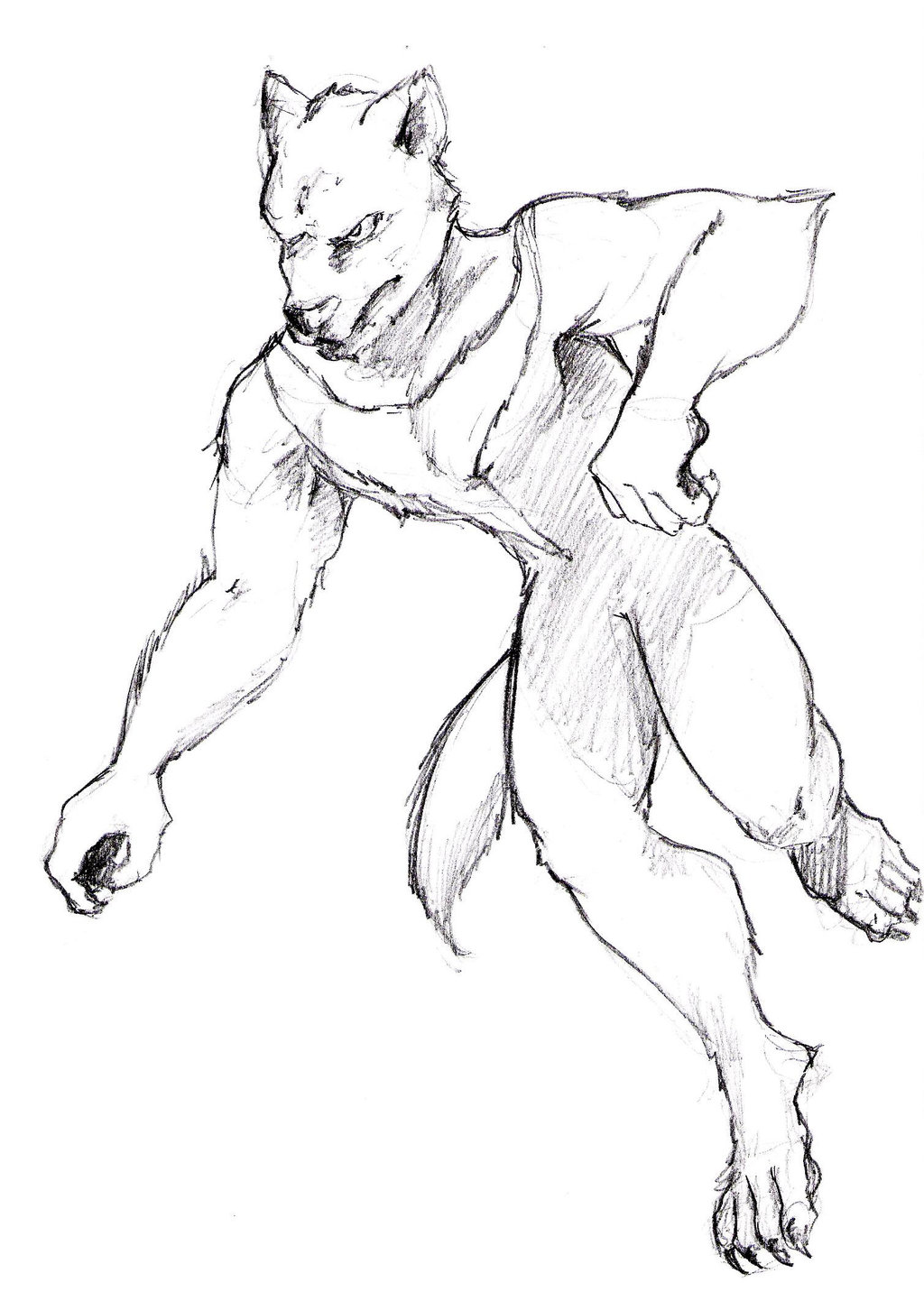 1024x1432 Tasmanian Devil Sketch By Jim Cacciabando Jr