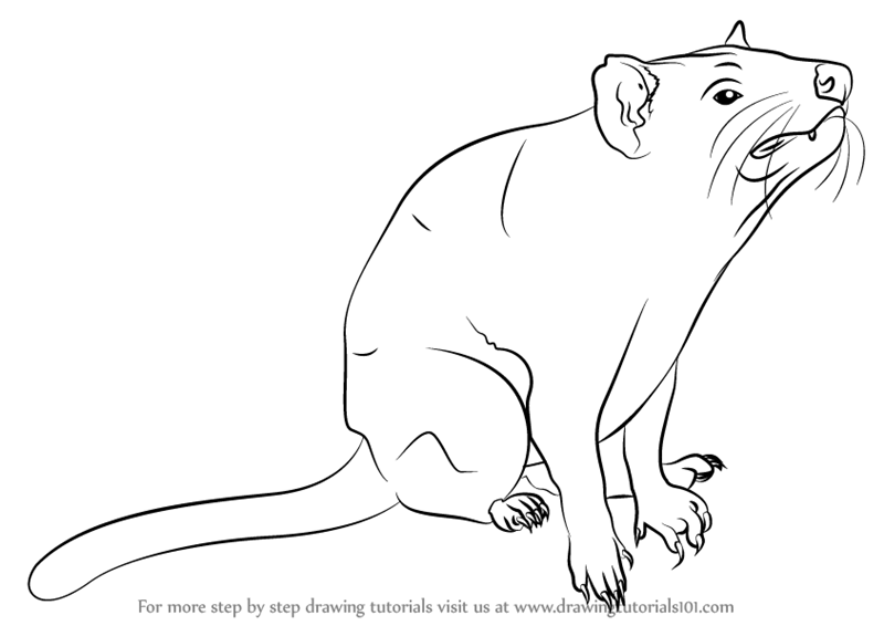 800x566 Learn How To Draw Tasmanian Devil (Other Animals) Step By Step