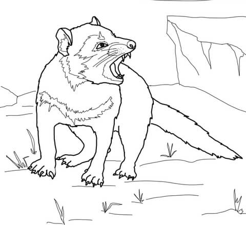 480x439 Tasmanian Devil Growling Coloring Page Free Printable Coloring Pages