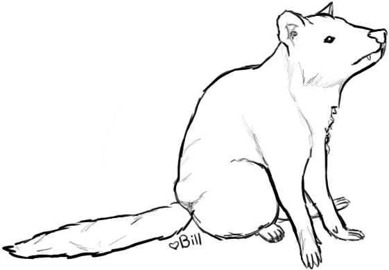 561x390 Tasmanian Devil. By Bill Weasley