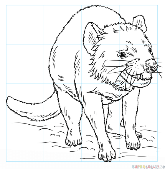 560x575 How To Draw A Tasmanian Devil Step By Step Drawing Tutorials