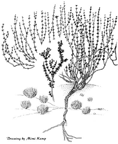 394x480 Plant Illustrations By Mimi Kamp