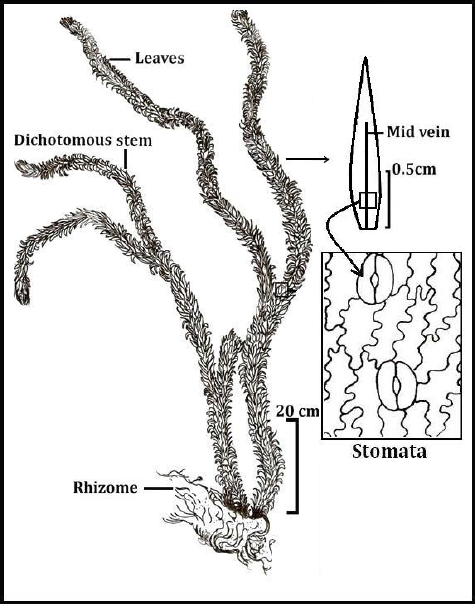 475x604 Representation Of A Mature Tassel Fern