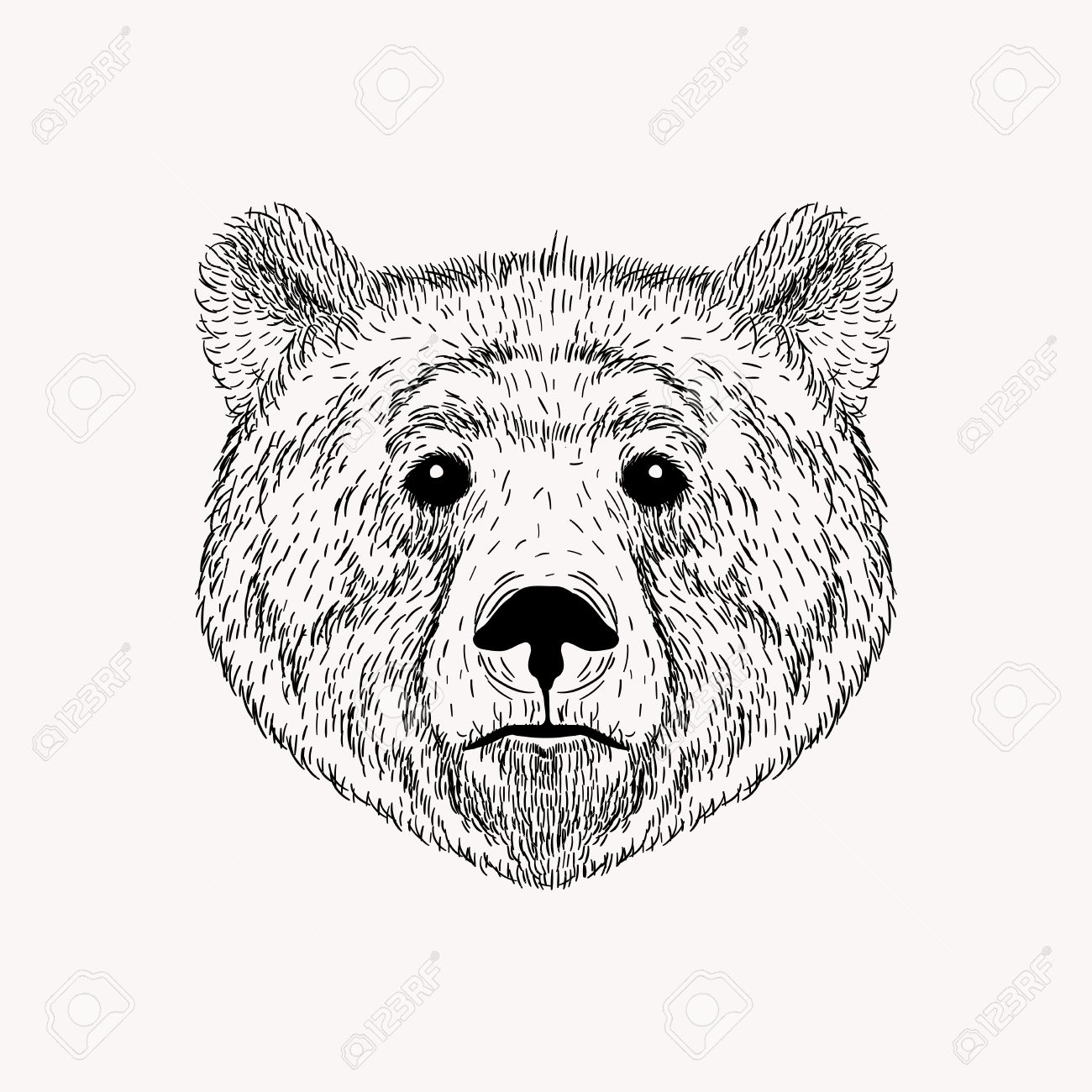 1300x1300 Sketch Realistic Face Bear. Hand Drawn Vector Illustration