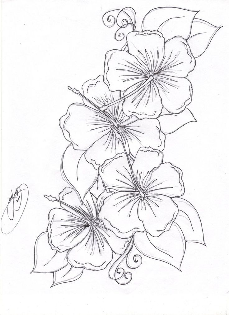 736x1013 Drawn Hummingbird Hibiscus