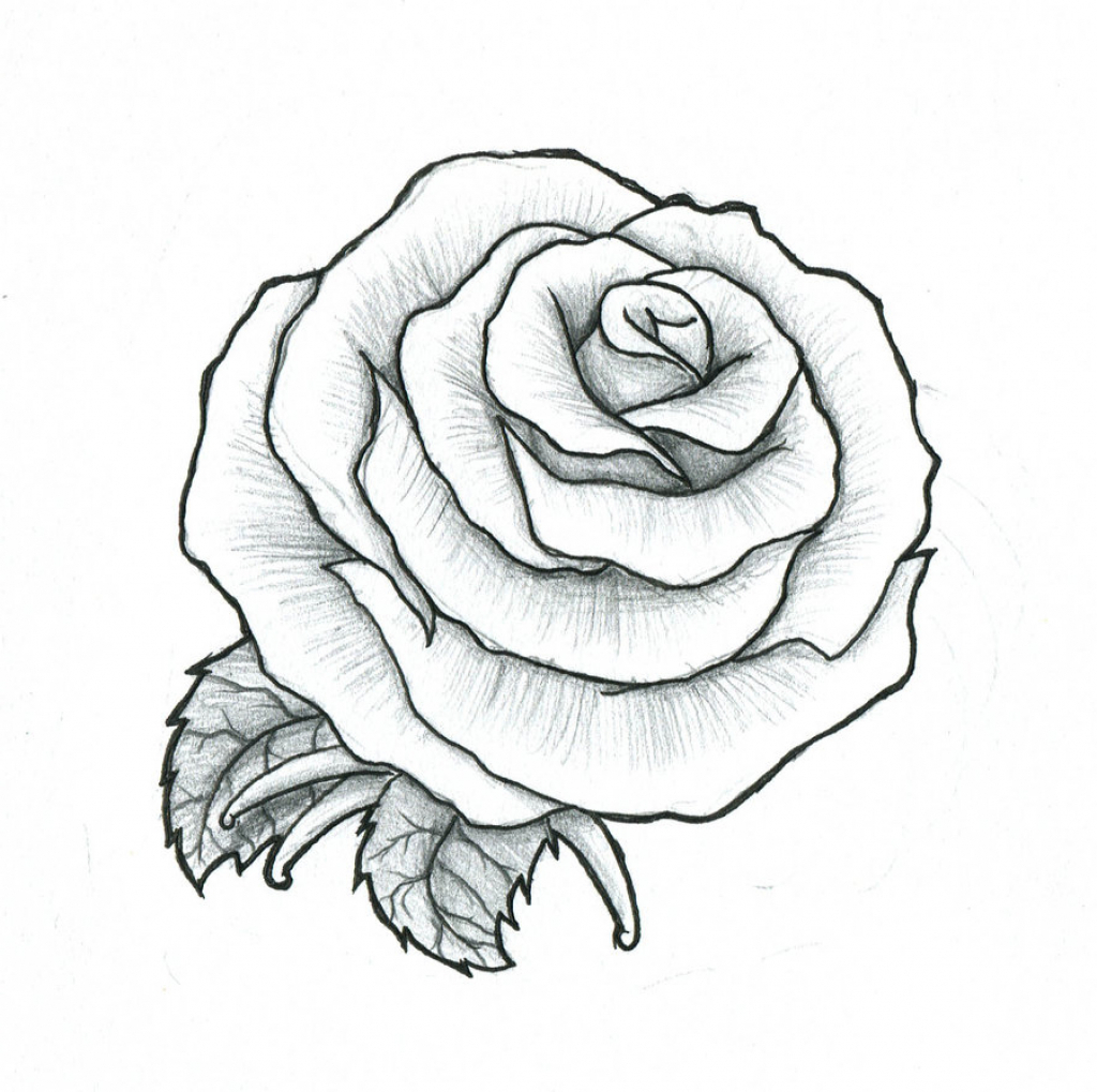 1024x1019 Gallery Rose Drawings,