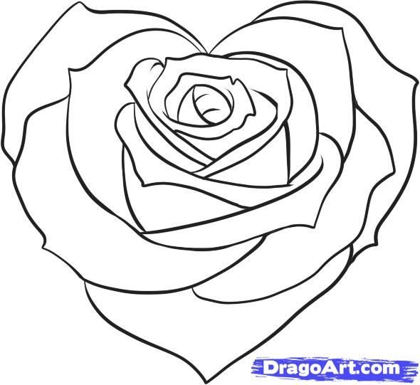 590x541 Easy To Draw Roses