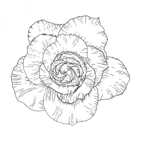 450x450 Blackwork Tattoo Flash. Rose Flower. Highly Detailed Vector