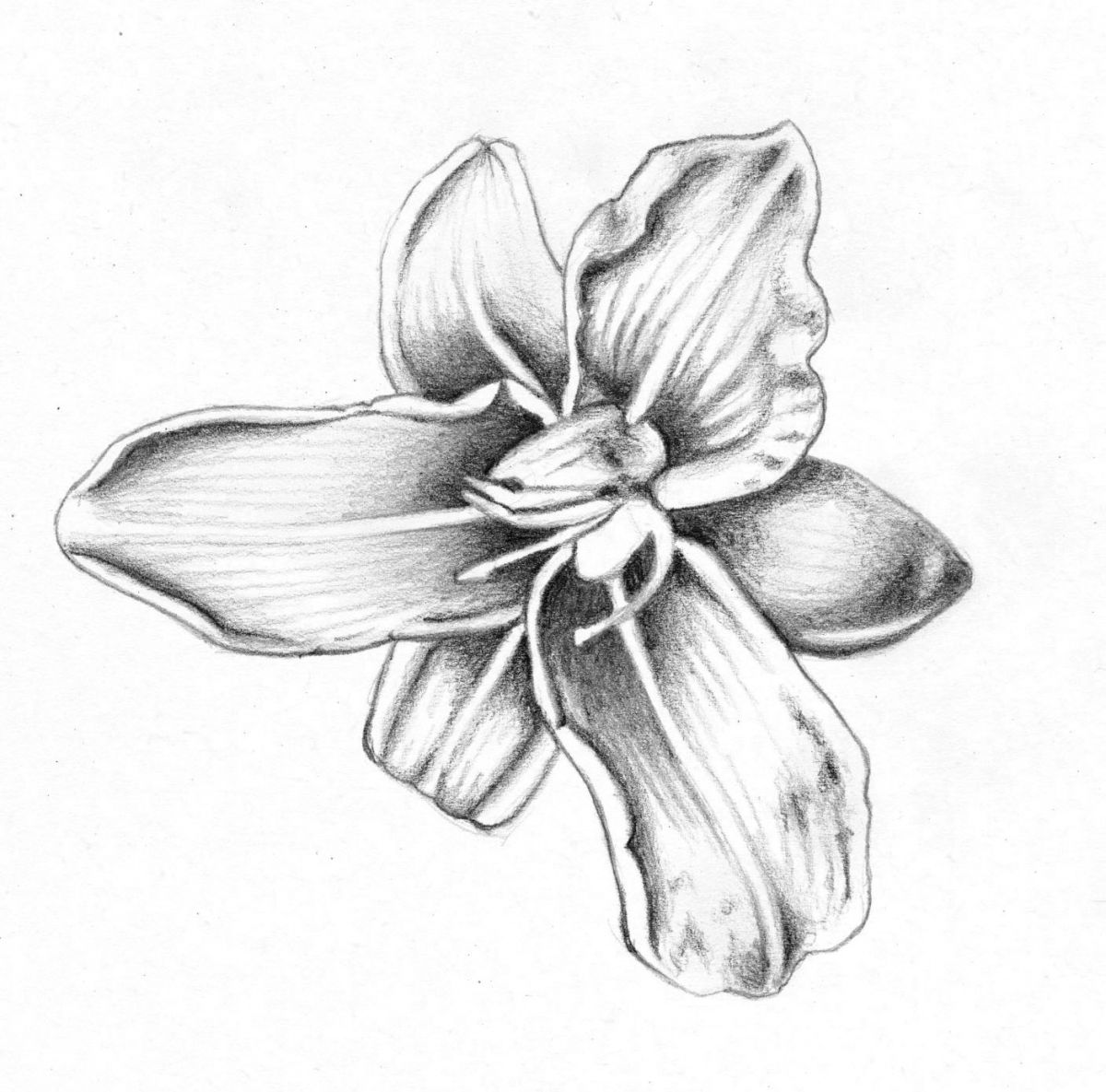 1200x1185 Gousicteco Orchid Drawing Tattoo Images