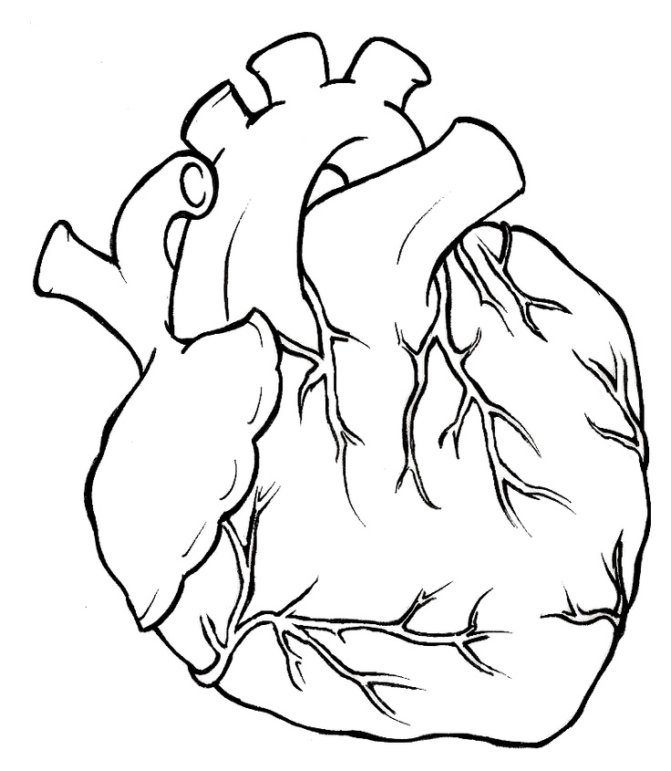 736x845 Real Heart Hearts On Clipart Library Human Heart Tattoo