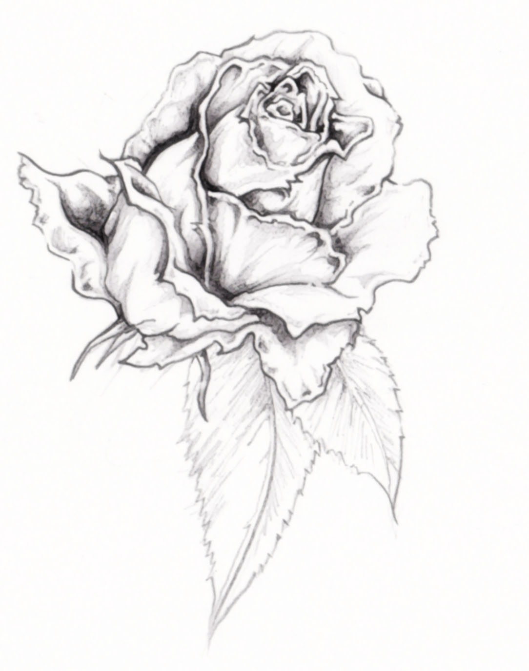 1084x1376 Collection Of Free Banner And Rose Tattoo Design