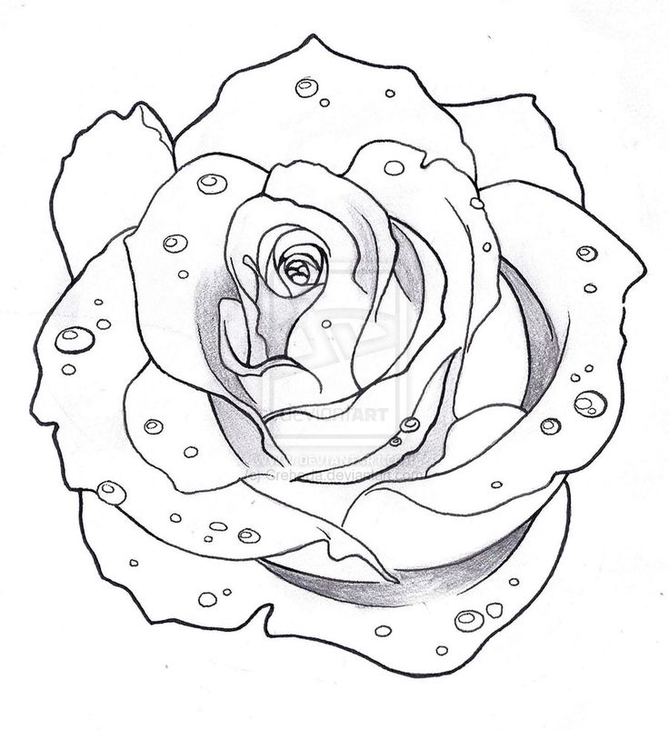 736x803 Download Rose Tattoo Drawing Designs