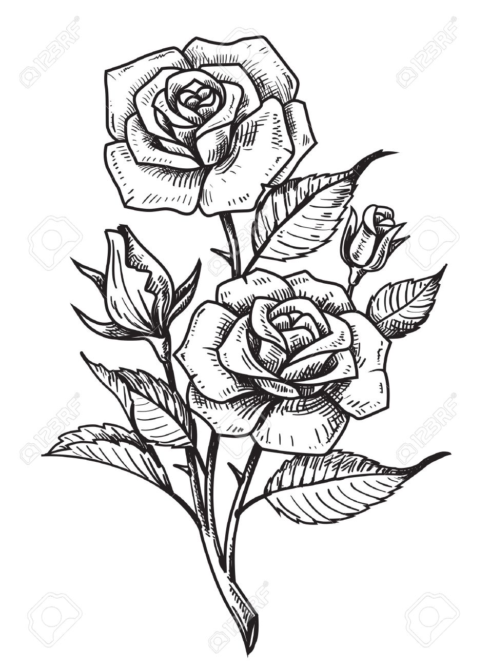955x1300 Vector Tattoo Roses With Leaves On White Background Royalty Free