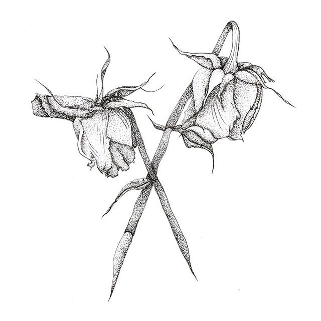 640x640 Dotwork Roses Drawing Illustration On Instagram