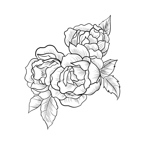 600x600 Centifolia Roses