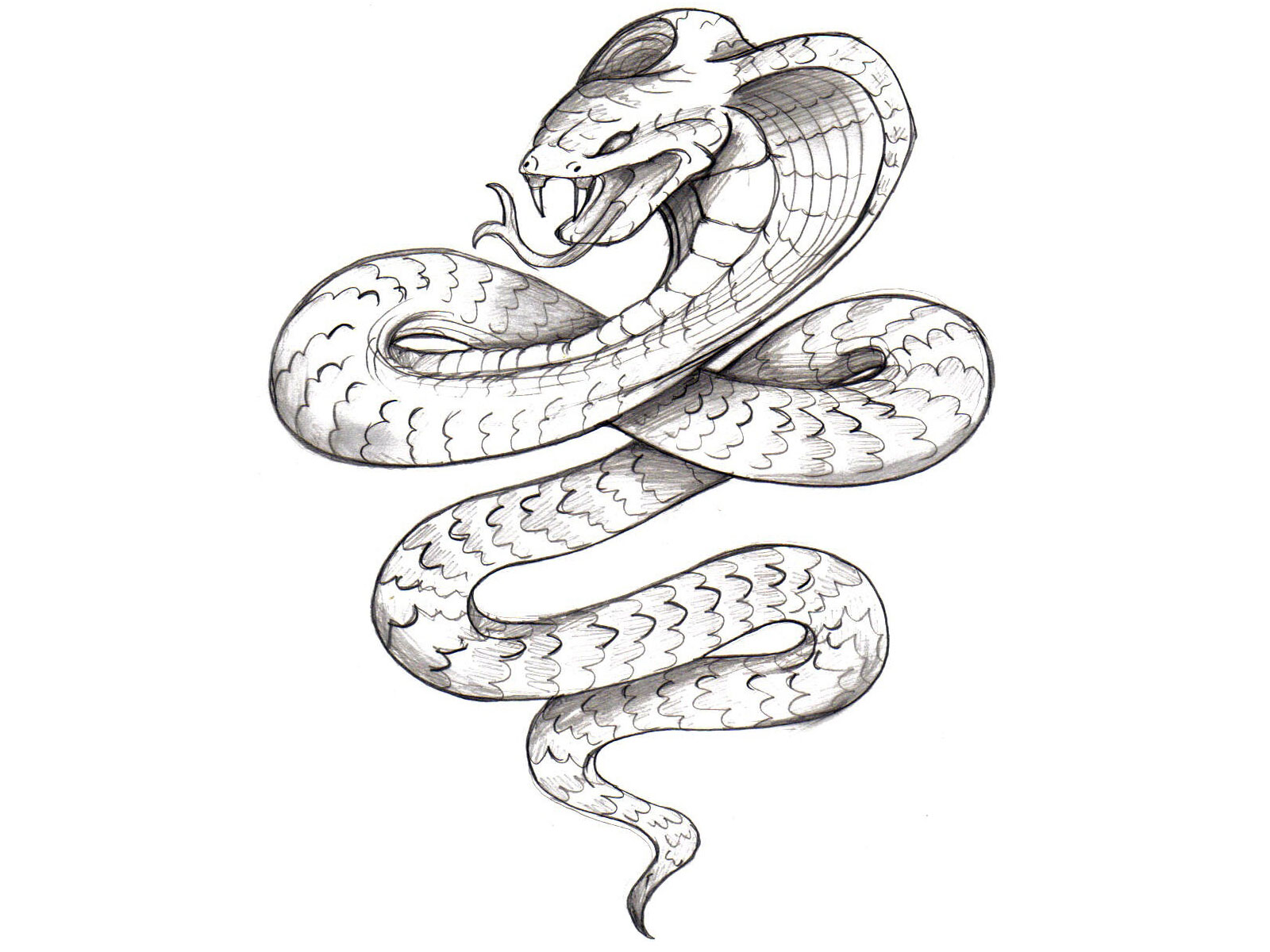 1600x1200 Drawn Tattoo King Cobra