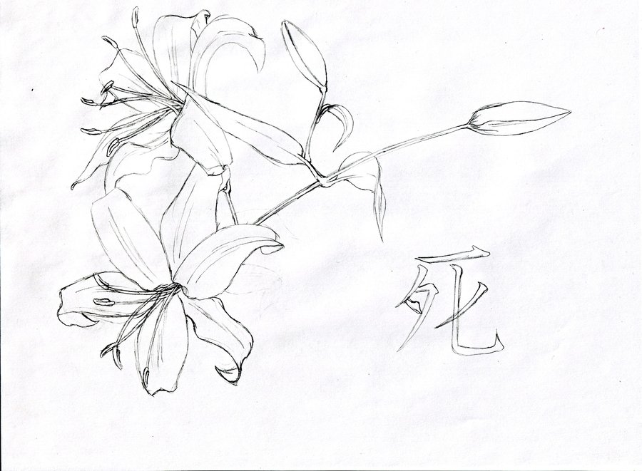 900x661 Lily Tattoo Sketch By Takaitenchi