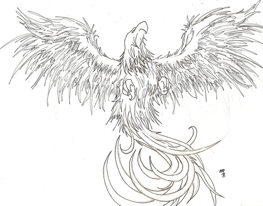 900x706 Phoenix Sketch By Black Toad