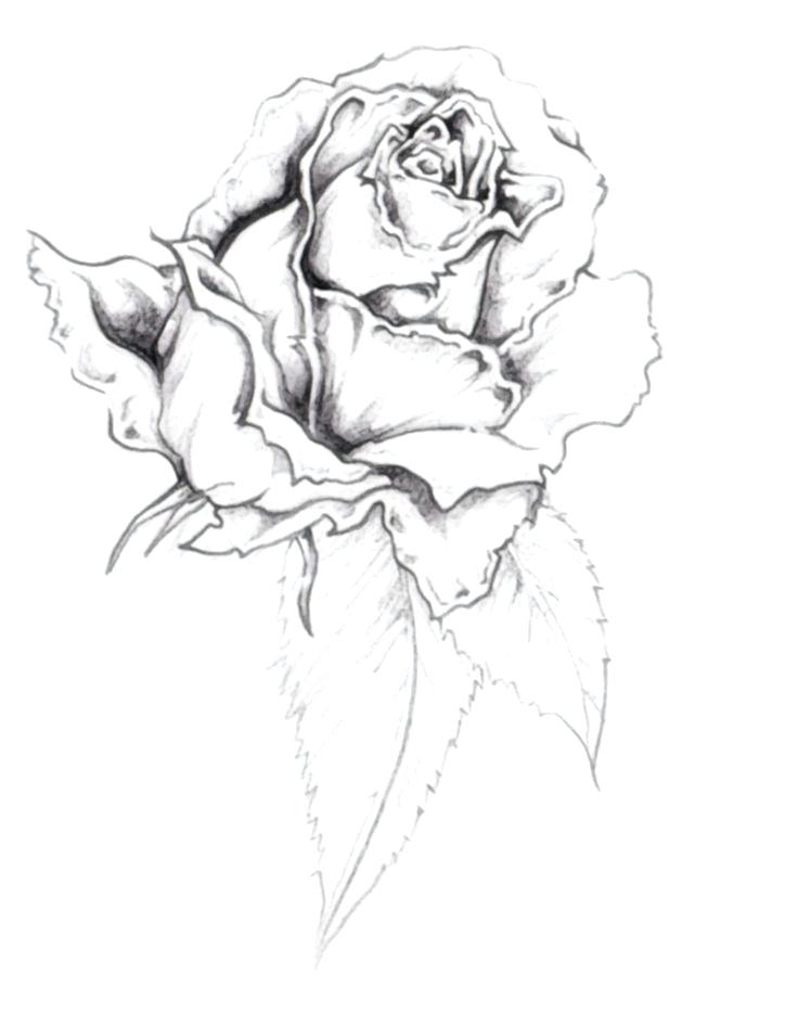 736x934 Free Tattoo Sketches Best Tattoo Design Drawings Free Tattoo