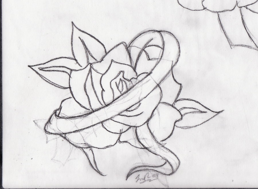 900x659 Rose And Ribbon Tattoos Drawing In 2017 Real Photo, Pictures