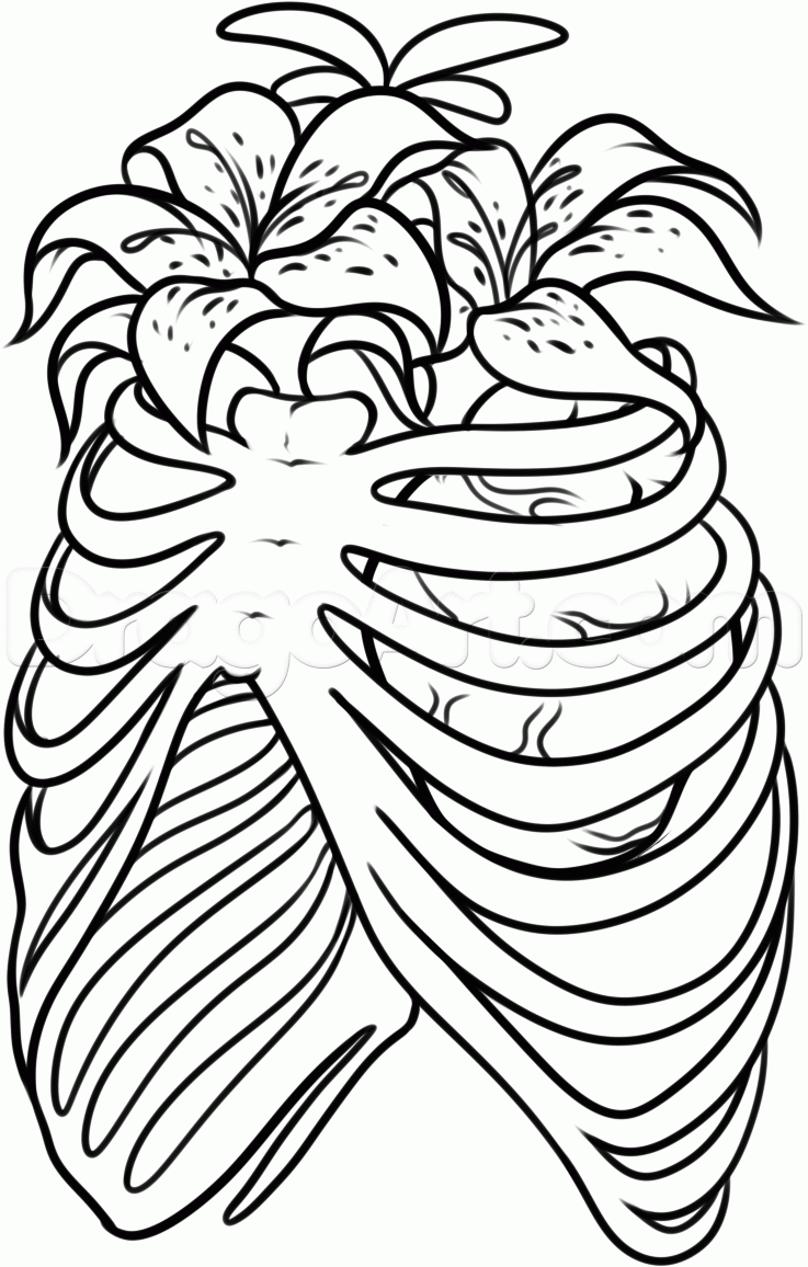 737x1156 How To Draw A Rib Cage Tattoo, Step By Step, Tattoos, Pop Culture