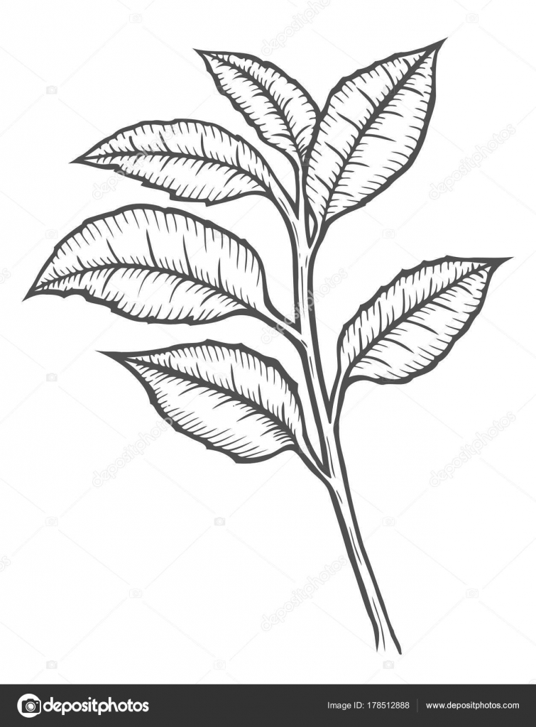 755x1024 Tea Tree Illustration Stock Vector