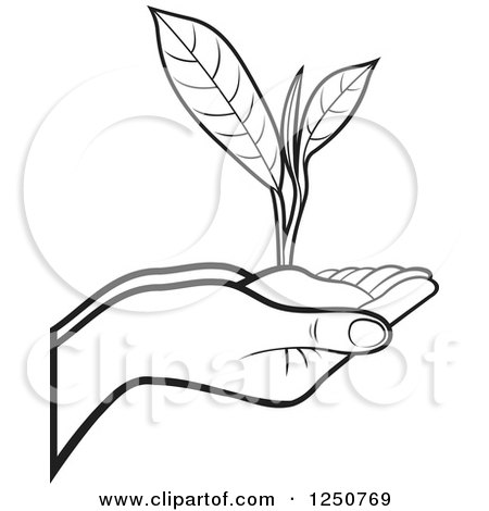450x470 Clipart Of Black And White Hands Holding A Tea Leaf Plant And Soil