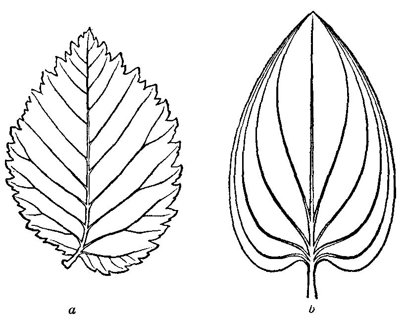 822x638 Drawn Foliage Traceable