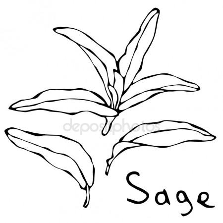 450x450 Graphic Leaf Isolated On White Background, Botanical Vector