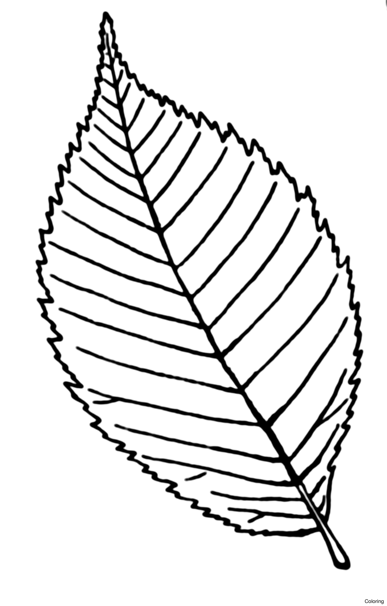 1282x2008 Hd Stock Vector Bamboo Leaves Drawing Of Coloring 21f Falling