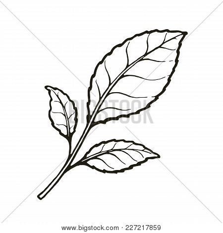 450x470 Mint Leaf Vector Images, Illustrations, Vectors