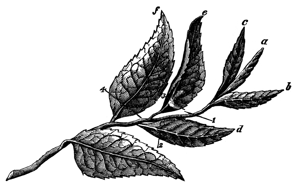 1024x673 Plucked Tea Leaves (Six) Illustration Pen Amp Ink Leaves