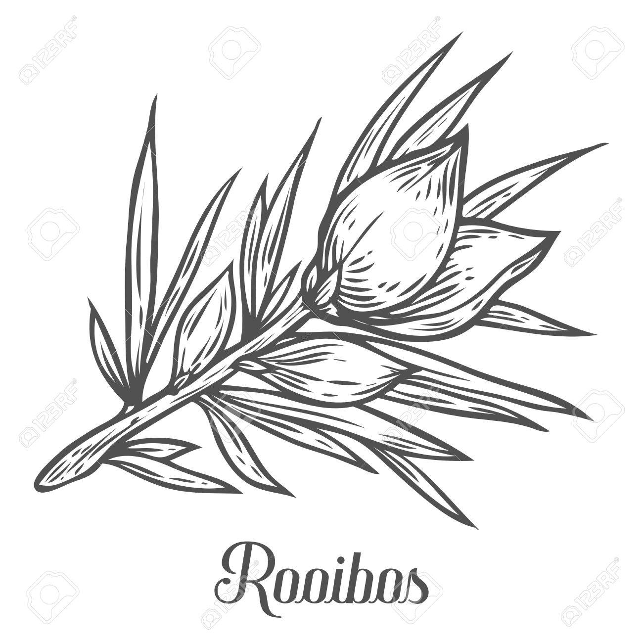 1300x1300 Rooibos Tea Plant, Leaf. Hand Drawn Sketch Vector Illustration