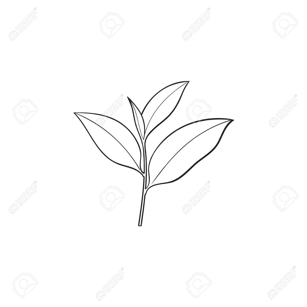 1300x1300 Vector Sketch Cartoon Style Green Tea Leaves Branch. Isolated
