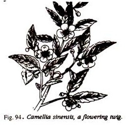 267x257 Beverages Tea And Coffee Economic Botany