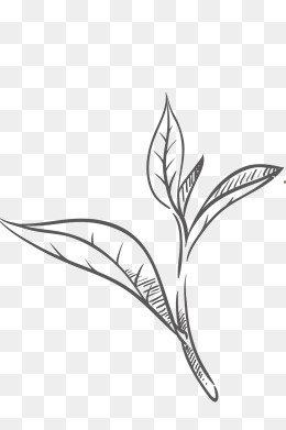 260x391 White Tea Png Images Vectors And Psd Files Free Download