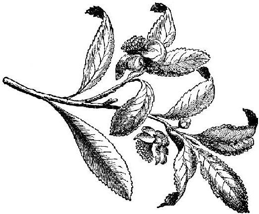 523x432 Just Reinforcing My Love For Green Tea Recipes For Facials (5