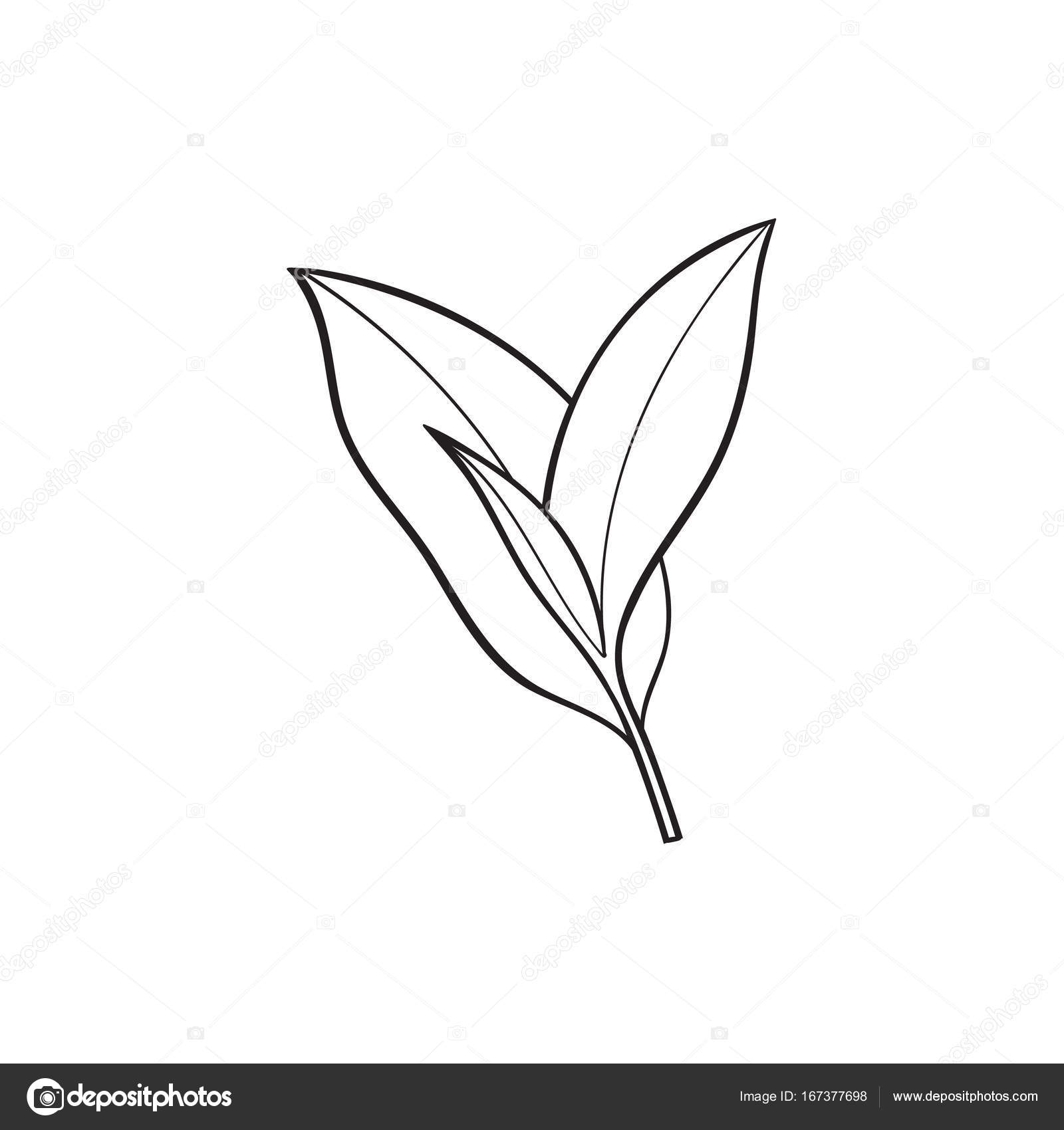 1600x1700 Vector Sketch Cartoon Tea Leaves Branch Isolated Stock Vector