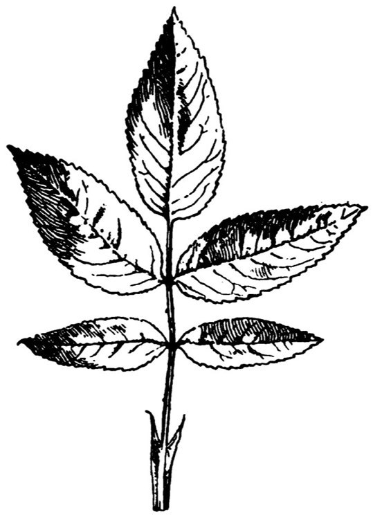 539x747 Carman Rosa Rugosa Hybrids (1890)