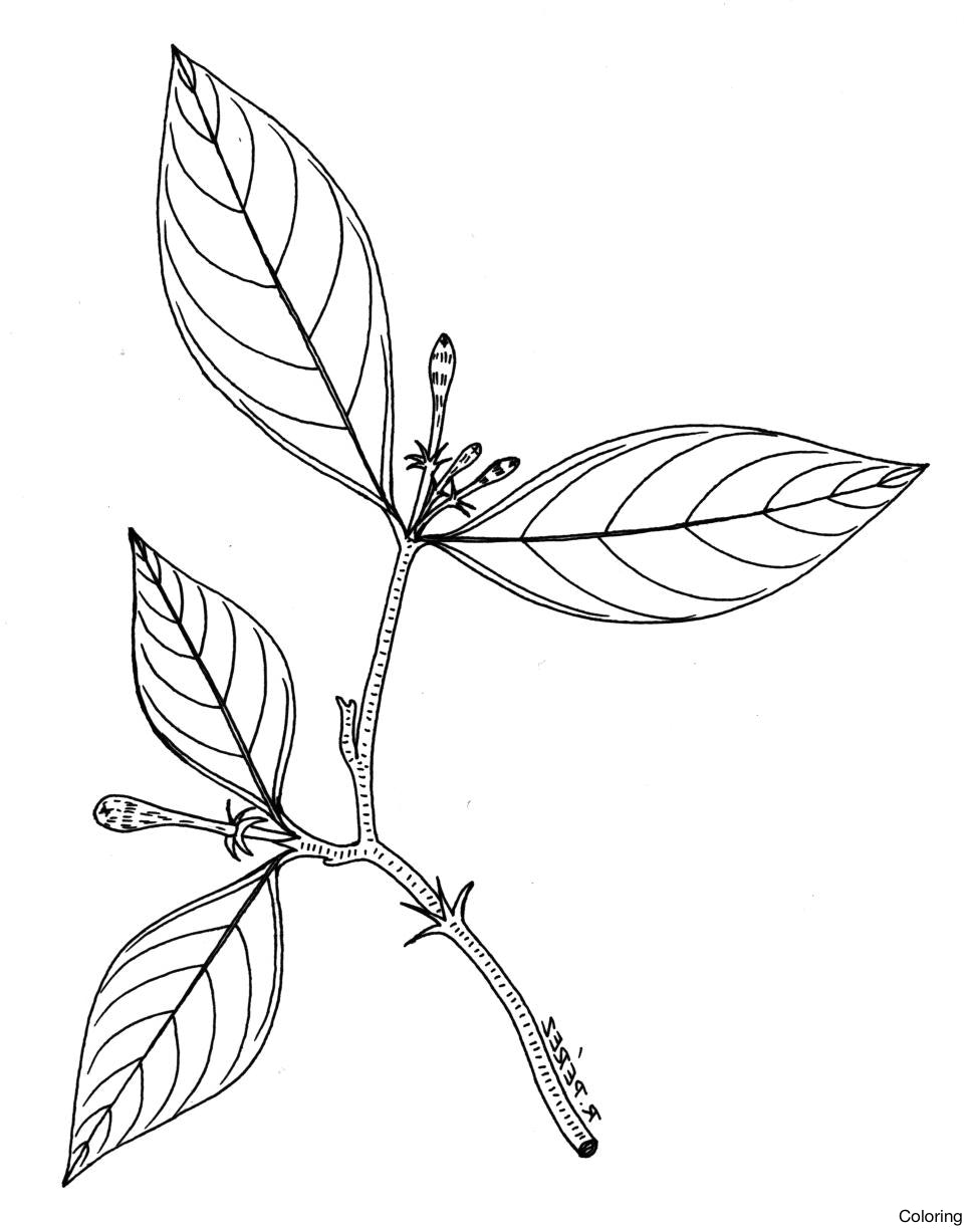 969x1227 Charcoal Flower Drawing Art Of Leaves Coloring Cyclicillusions