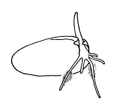 456x418 Biological Drawing. Wheat Grain, Germination Stage 2. Resources