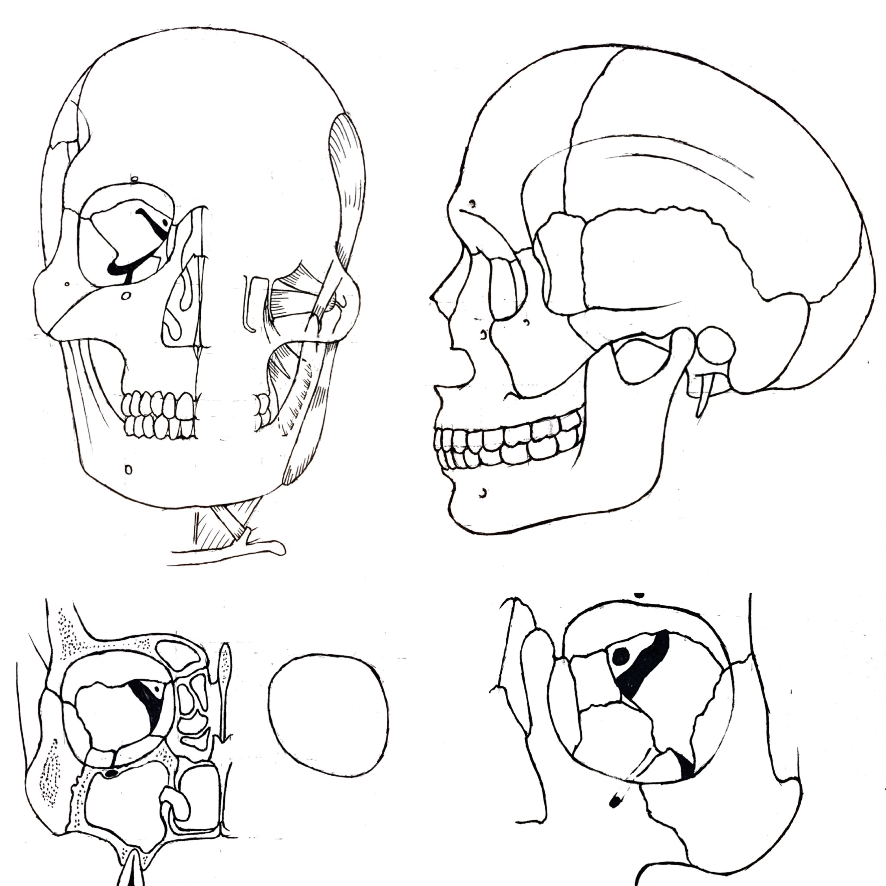 3413x3413 Teaching Students Head And Neck Anatomy Through The Art Of Drawing