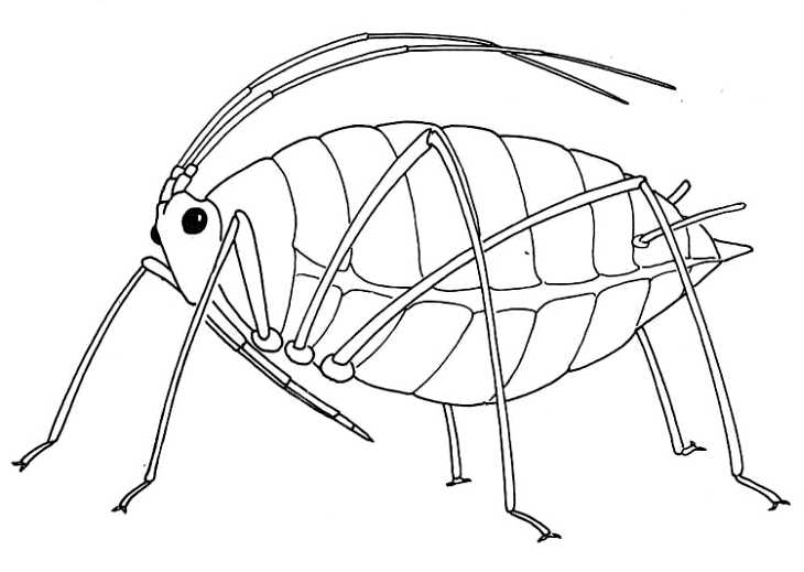 730x519 Biological Drawings. Insects. Wingless Aphid. Biology Teaching