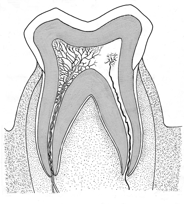 633x700 Human Molar Vertical Section Through Tooth Biological Drawings