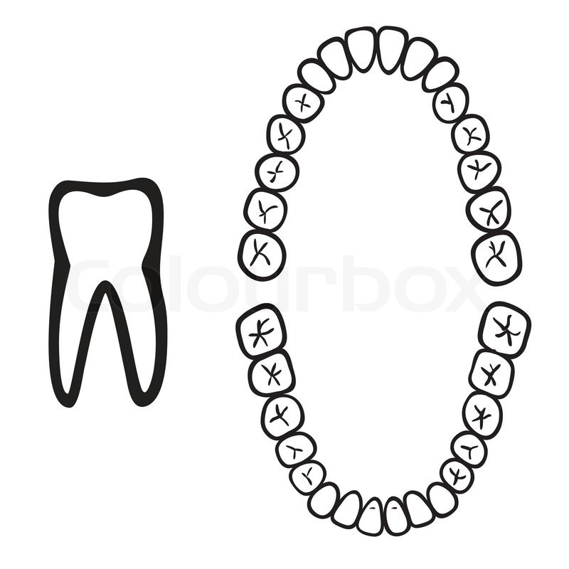 800x800 Numbers Of White Isolated Tooth Vector Illustration Stock Vector