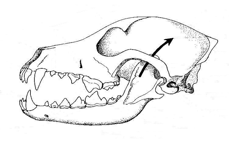730x450 Dog's Skull And Teeth Biological Drawings Of Teeth And Dentition