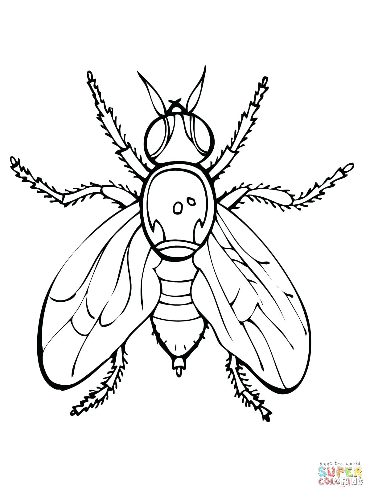 1200x1600 Coloring Television Coloring Page Click The Fruit Fly Pages Set