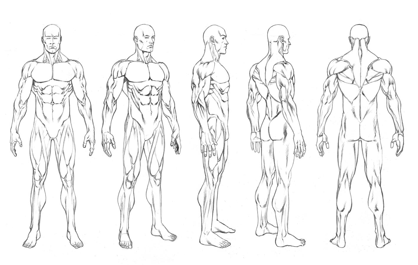 1418x900 Character Turnarounds And Figure Templates Robert Atkins Art