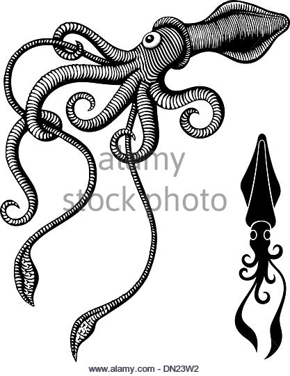 417x540 Squid Tentacles Black And White Stock Photos Amp Images